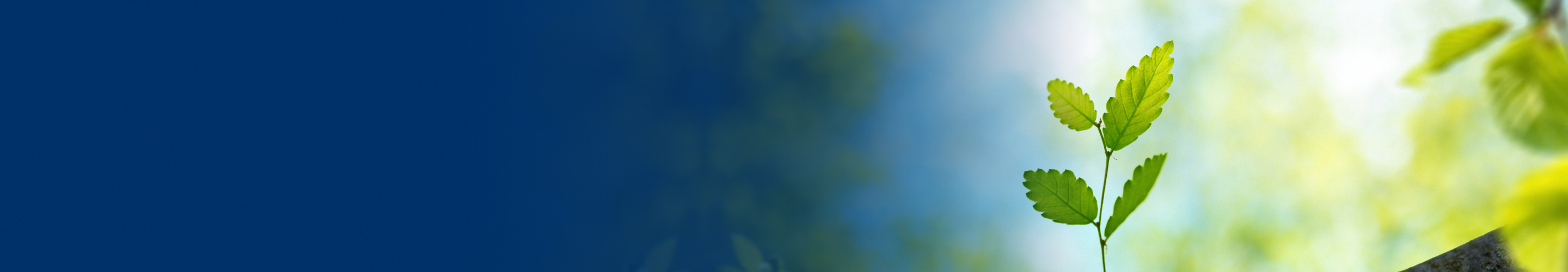 Close-up of a sapling growing in a forest.