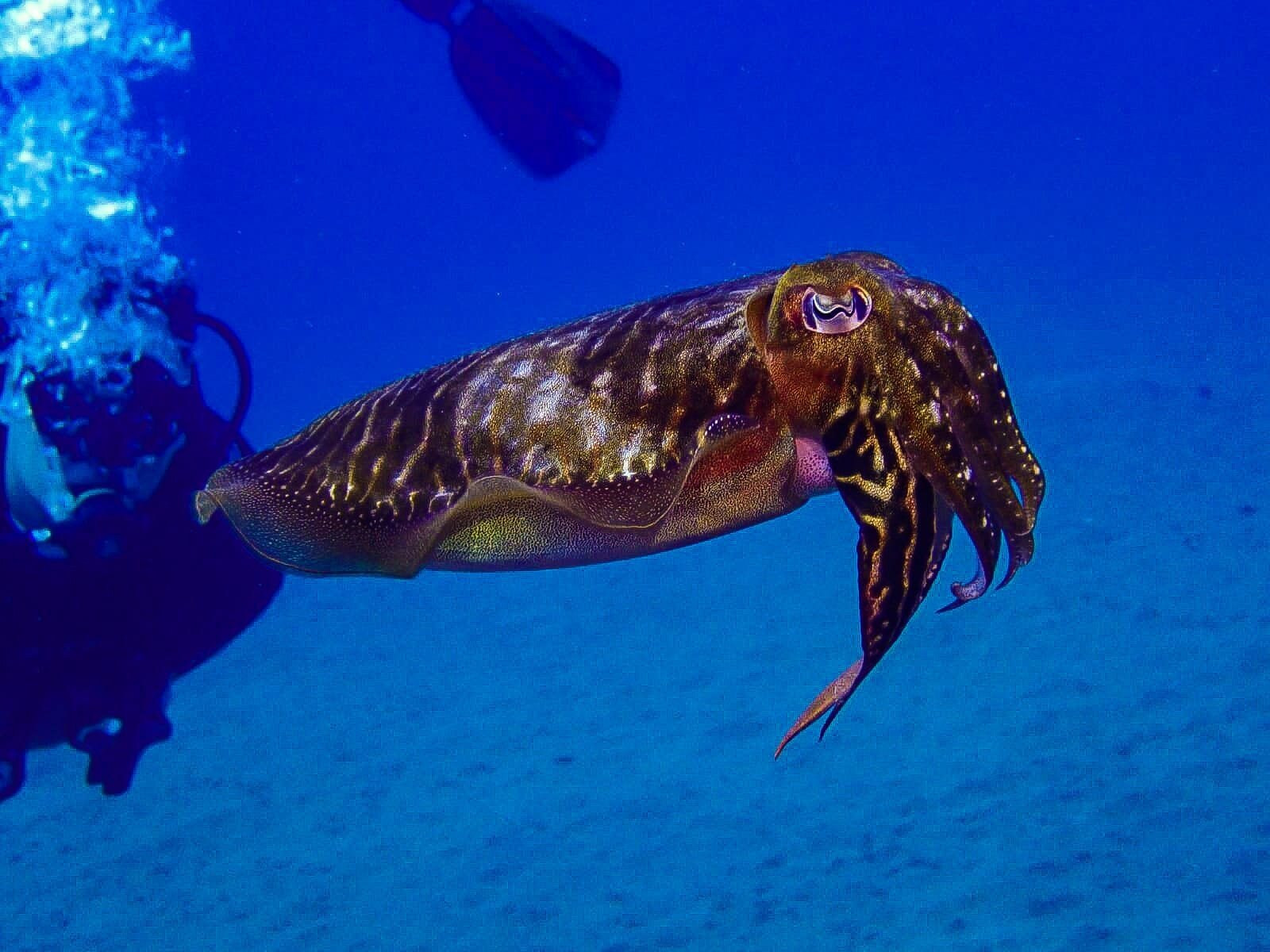 Images CENTRE D'IMMERSIÓ CAP DE CREUS