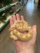 Images Evolution Reptiles