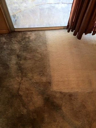 Images Xtreme Carpet Cleaning