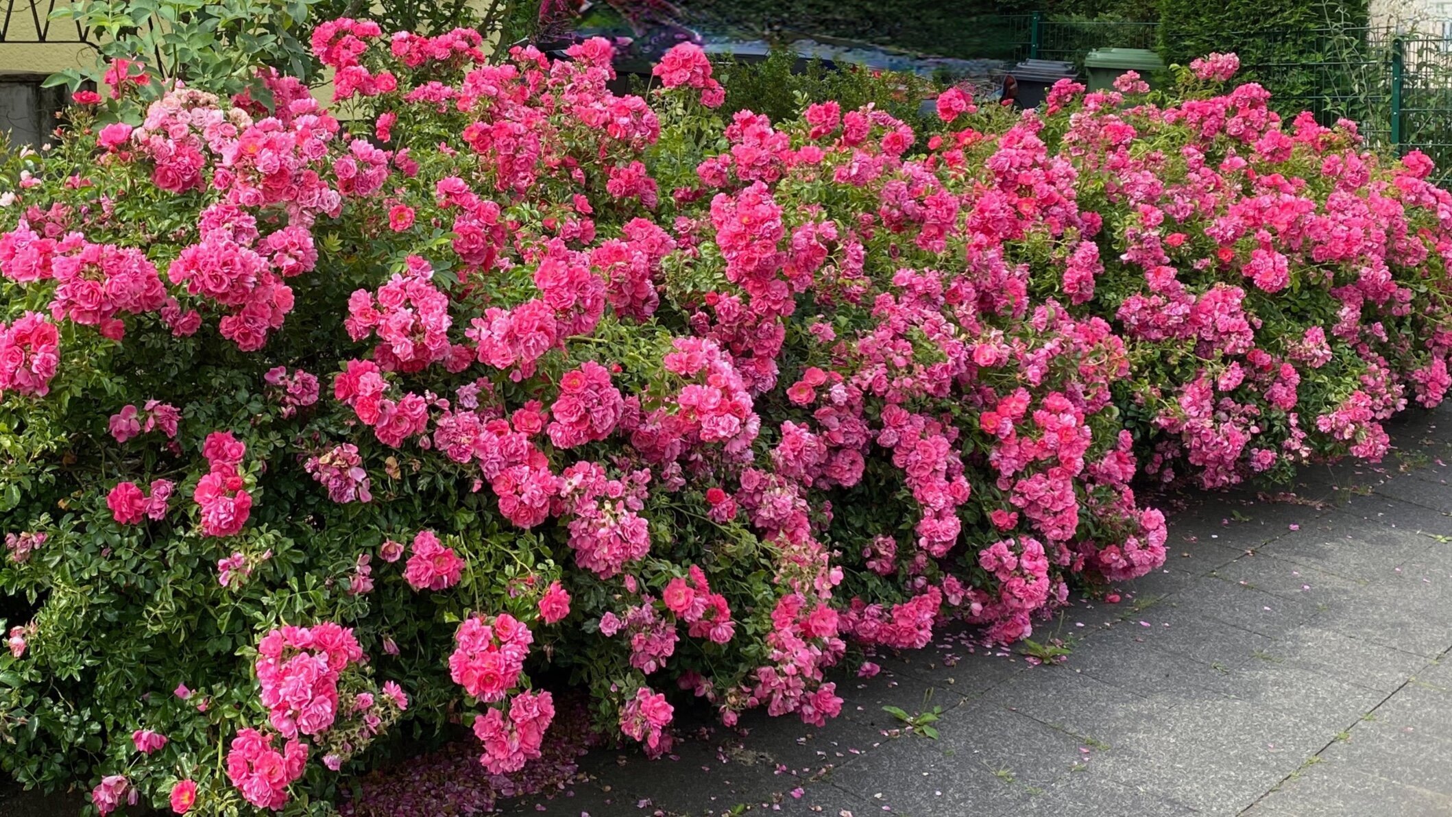 Gartenkonzept Lerner GmbH, Akazienweg 2 in Rheinbach
