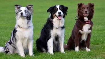 Images Karlskrona Djurklinik