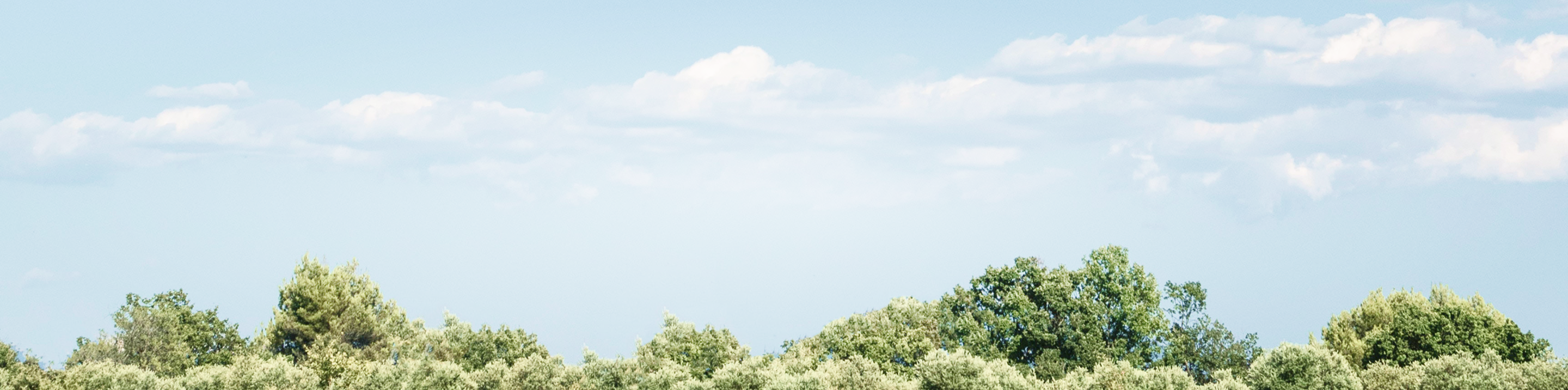 View of the top of green trees with a beautiful, cloudy blue sky in the background.