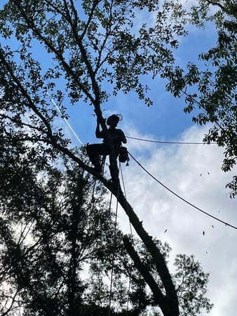 Images Fortson Tree Company