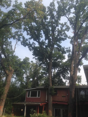 Images Gabriel's Landscape & Tree Services Inc.