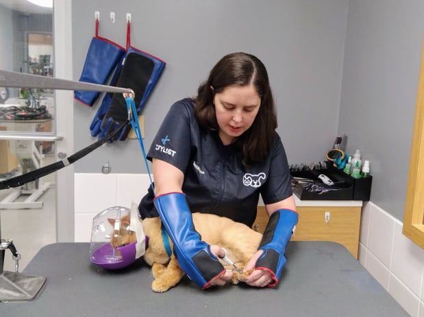 Images Petco Grooming
