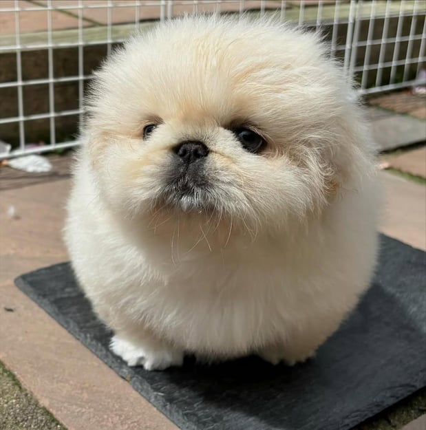 Images Puppies For Sale