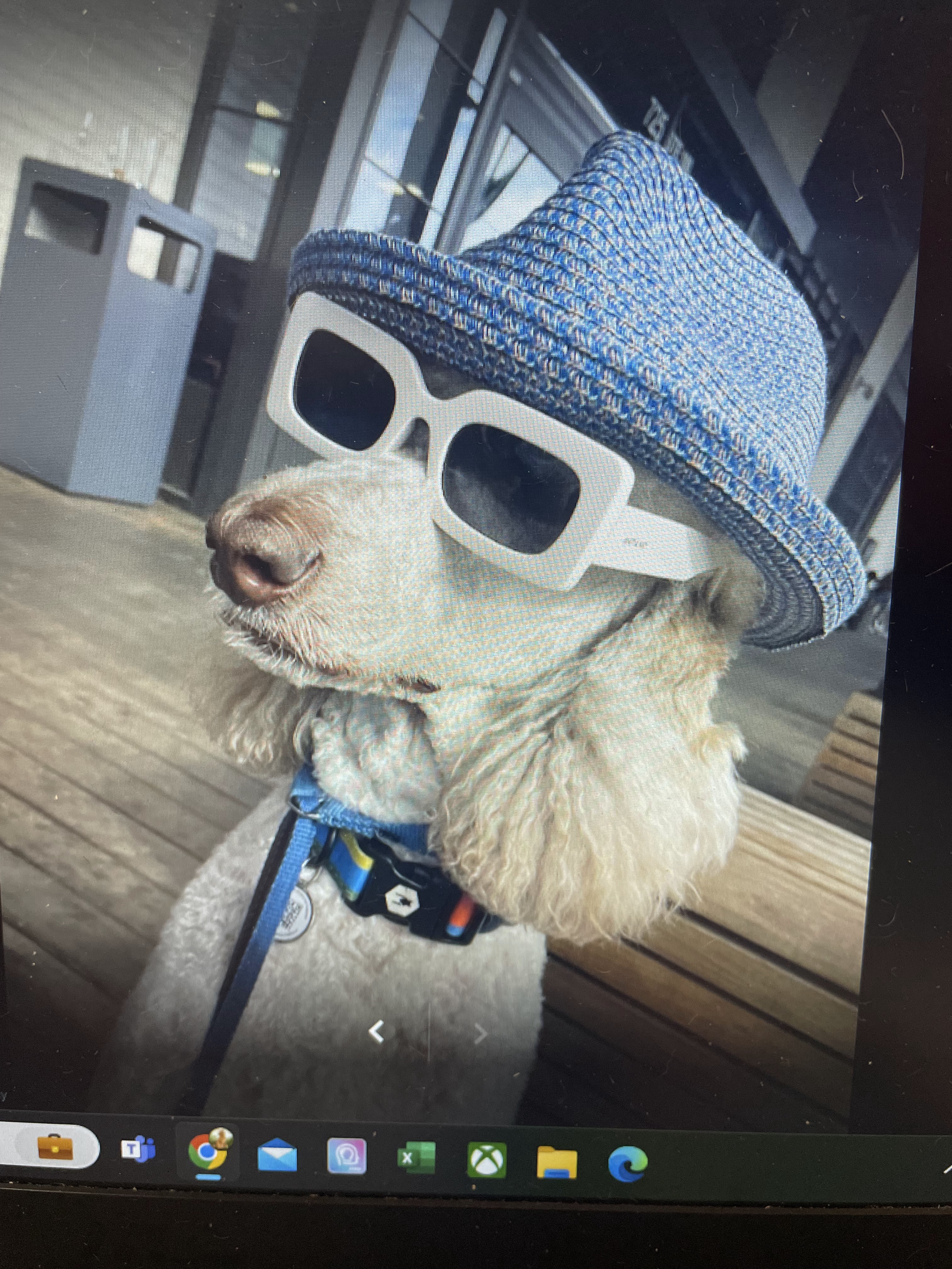 A close-up shot of a white poodle wearing a blue hat and white sunglasses, with a blue collar and a leash attached. The dog is sitting on a wooden deck with a blurred background of a building with large windows and a grey trash can.