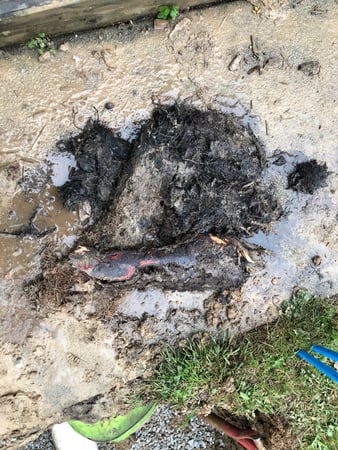 Images Windy City Rooter Plumbing, Sewer, and Drainage