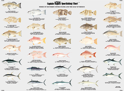 Captain Segull Fishing Charts - , - Business Directory