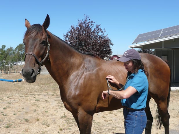 Images Empire Equine