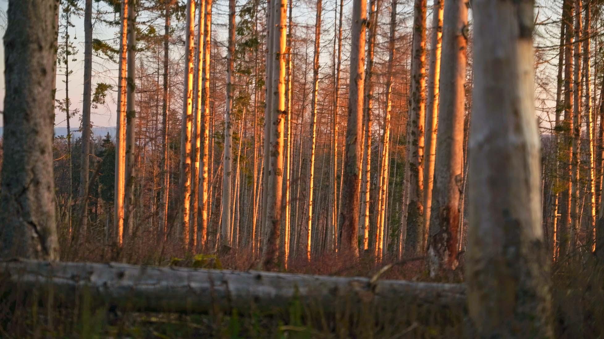 Bild 5 Forest to Future GmbH in Bad Wünnenberg