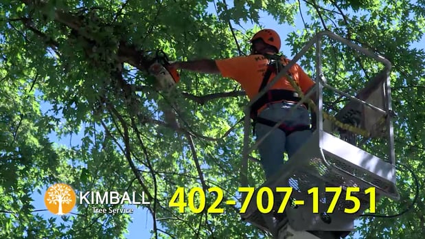 Images Kimball Tree Service