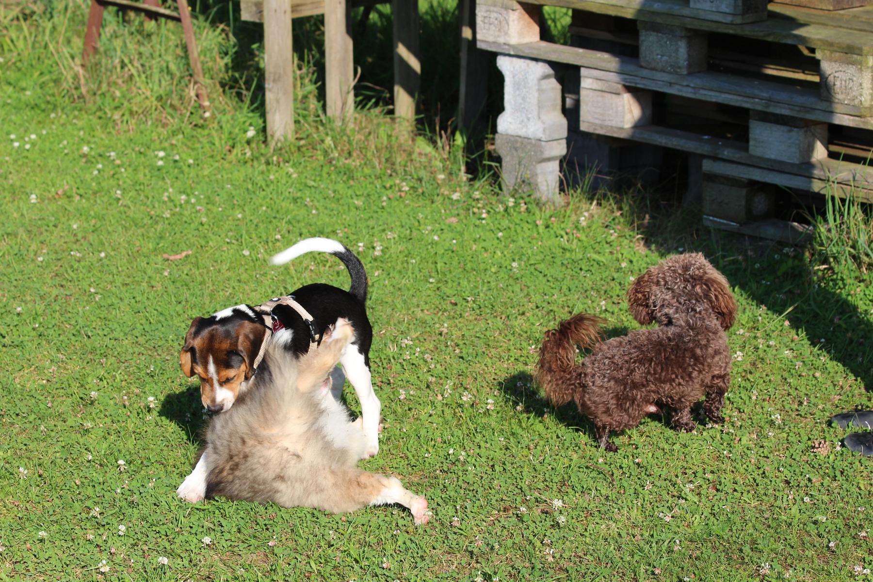 Hundeschule Gowin, Marienfelder Str.  110 in Herzebrock-Clarholz