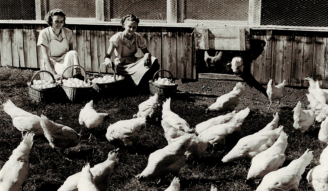 Bilder Soller Junghennen AG