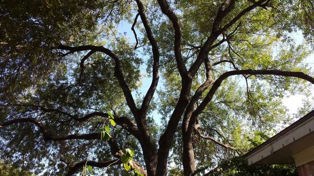Images TNT Tree Service