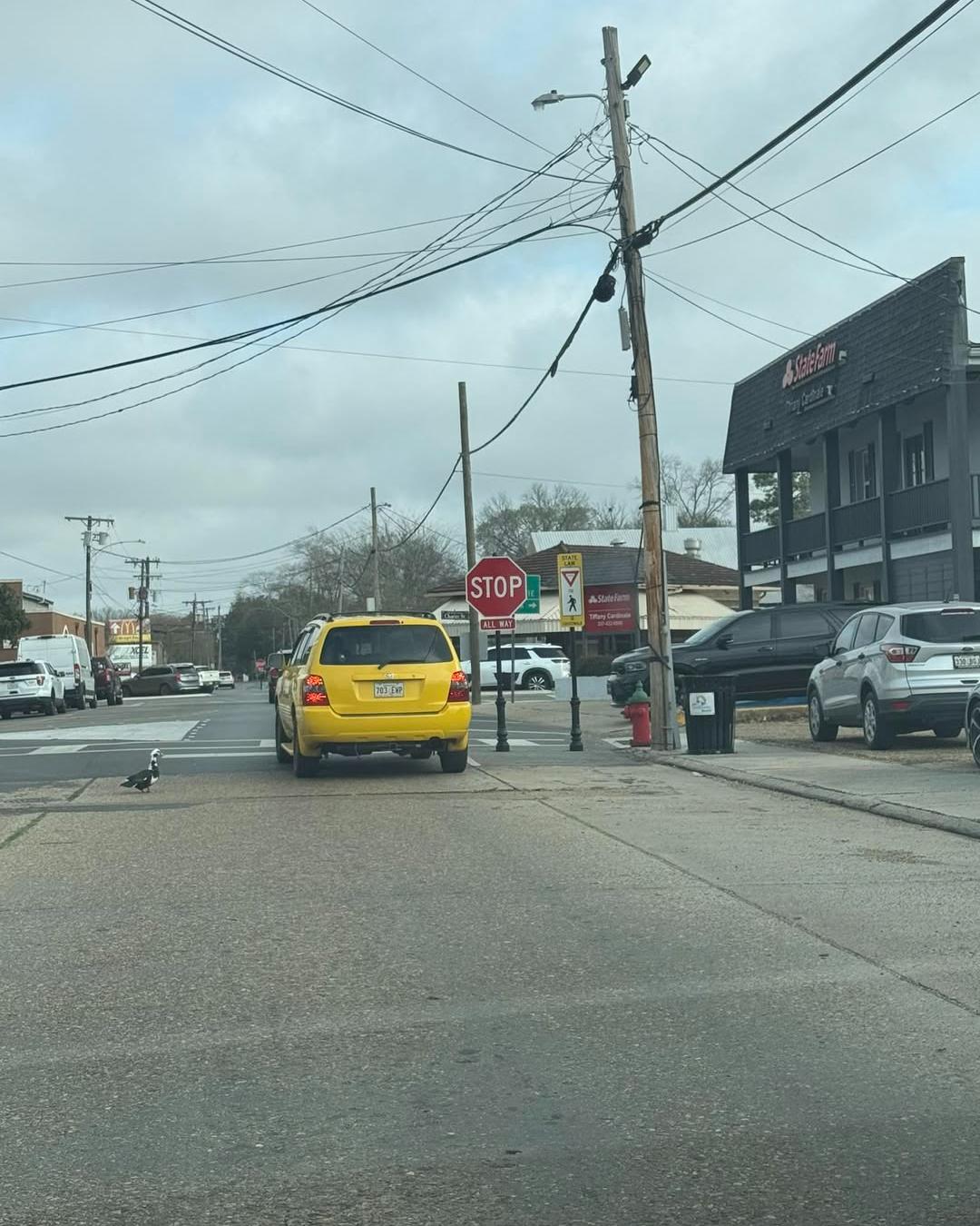Just a usual Thursday in downtown Abbeville with Mr. Duck crossing the road to get to court.