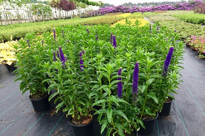 Bilder Wilhelm Kruse Baumschule