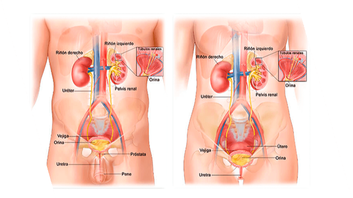 Images Dr. Javier Medrano Sánchez