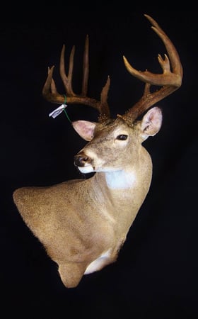 Images Safari Life Taxidermy