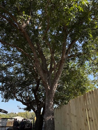 Images Twisted Oaks Tree Services LLC