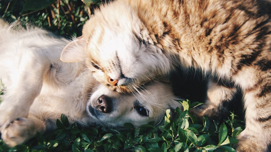 Bilder Tierarztpraxis Sven Sturmat