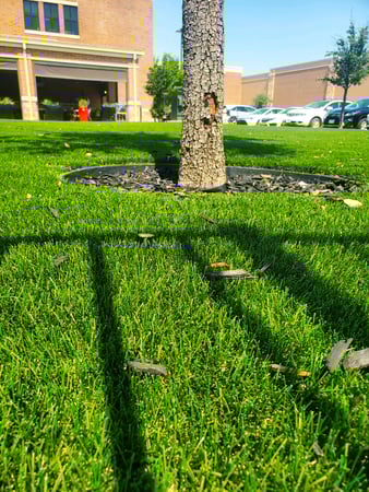 Images Purchase Green Artificial Grass