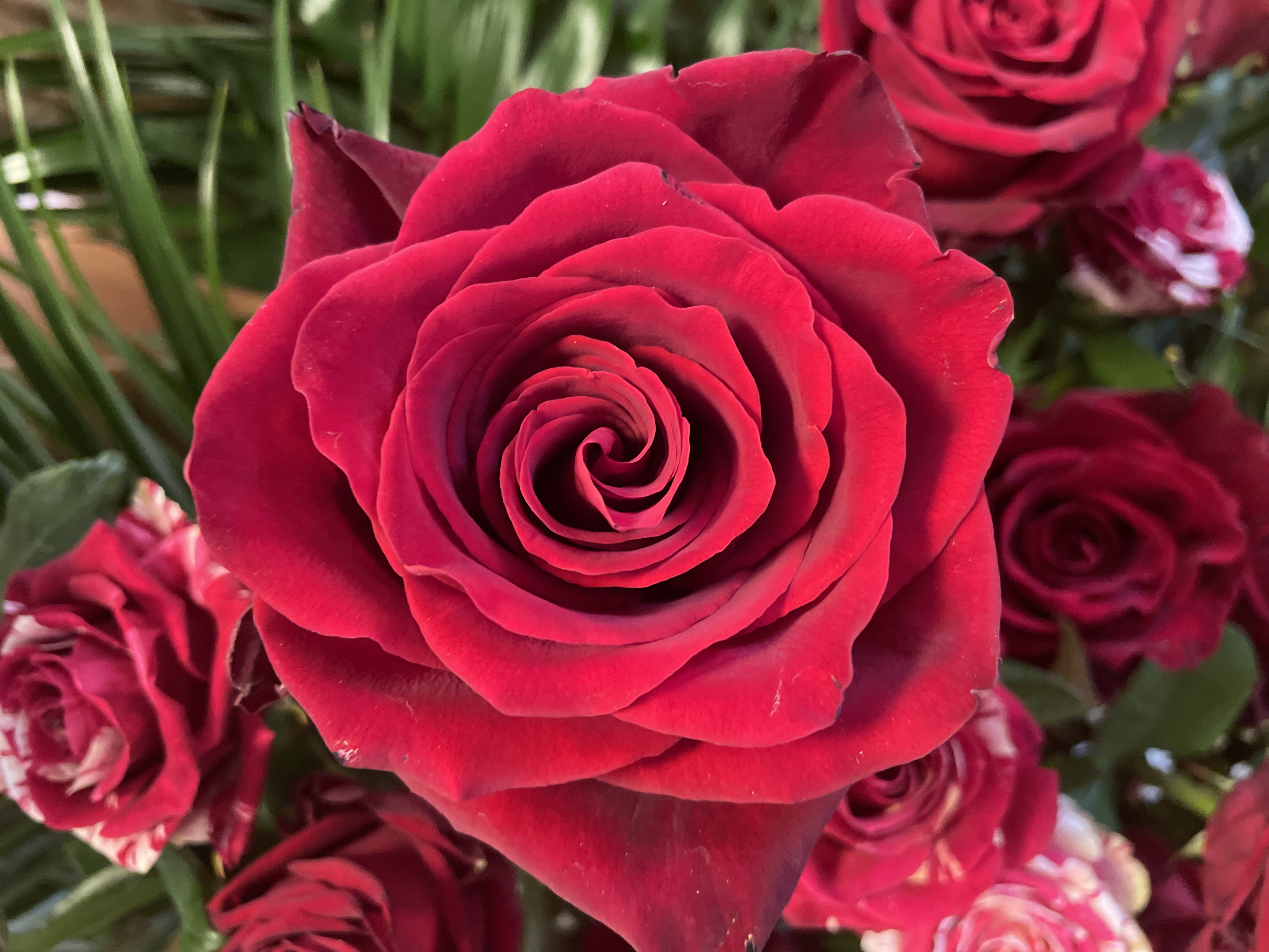 Bilder Floristikfee Christine Wiegand
