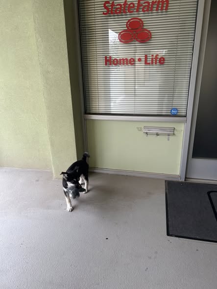 Enzo’s first day at the office.