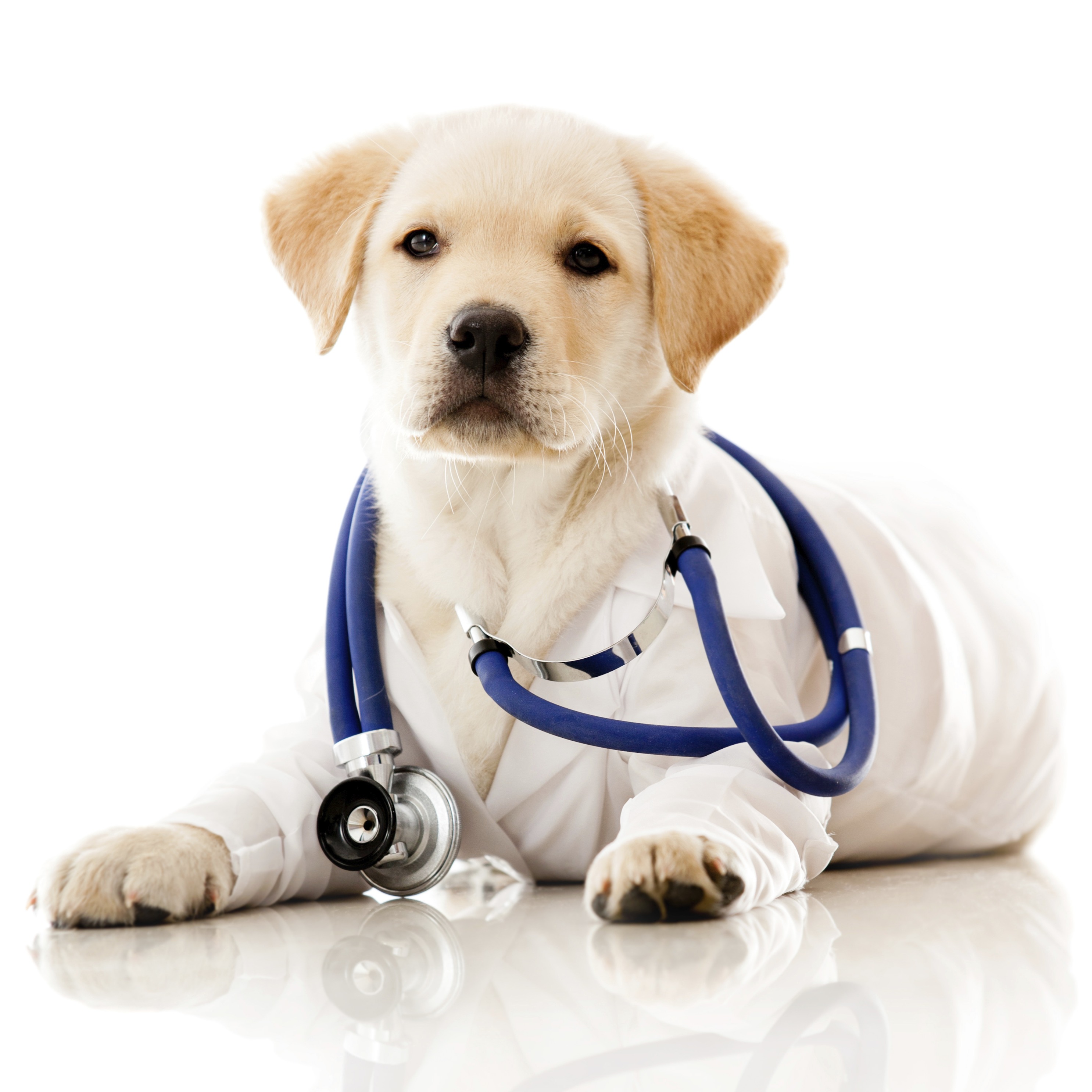 At PawMed - Veterinary Urgent Care, we offer walk-ins for minor injuries and illnesses. PawMed - Veterinary Urgent Care Charleston (843)427-3355