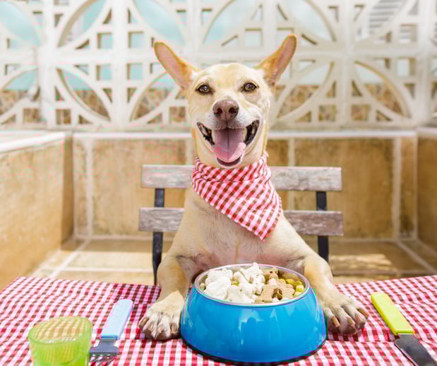 Images Great Outdogs