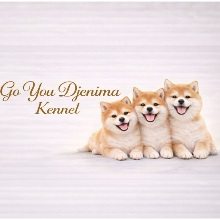 SHIBA INU Elevage  - Go You Djenima since 2007 Agriculture