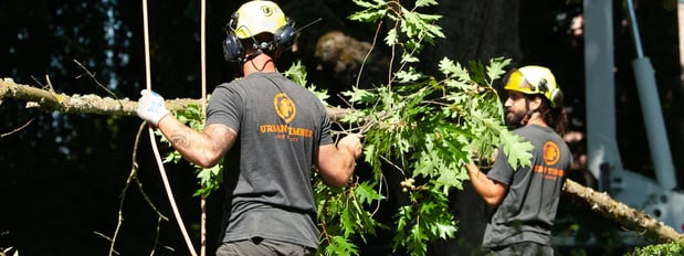 Images Urban Timber Tree Service of Portland OR