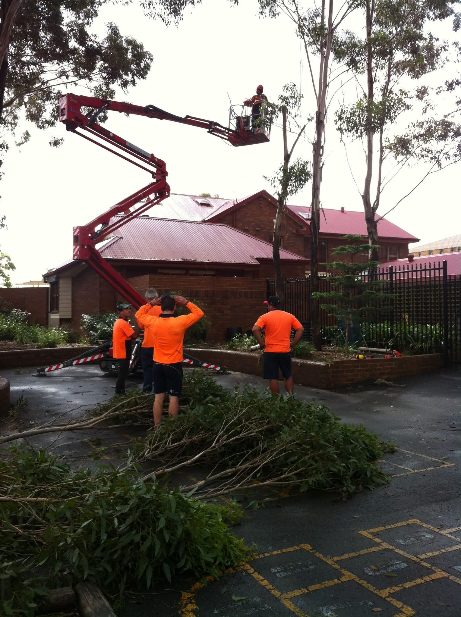 Images Above All Tree Services