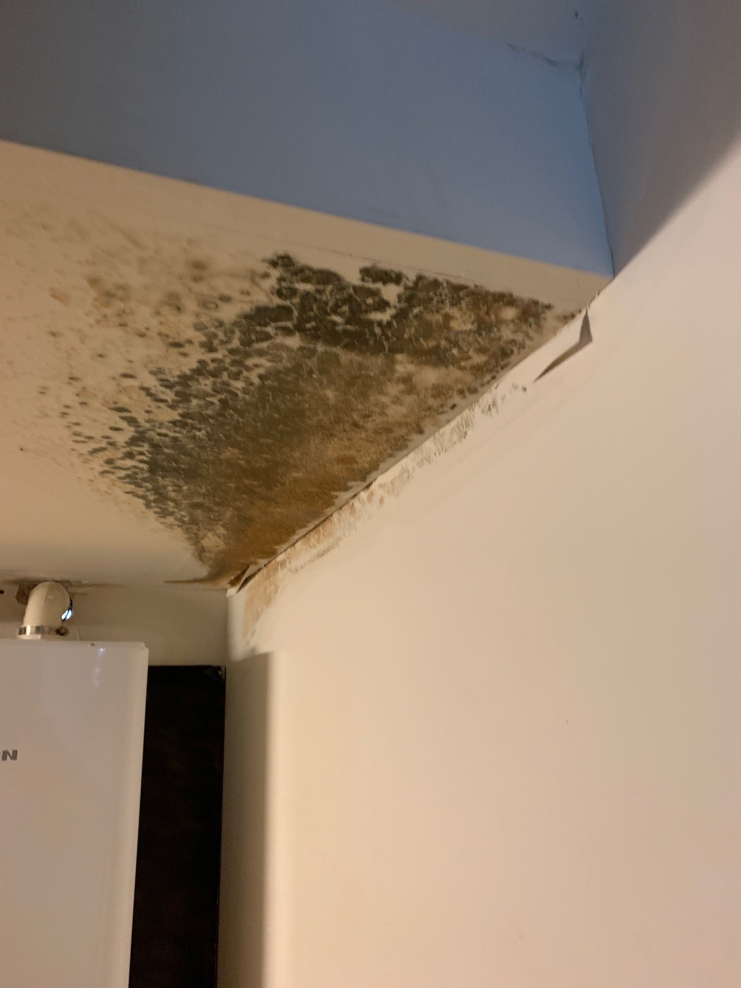 Mold in an NJ home.