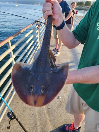 Images SoCal Eco Tours