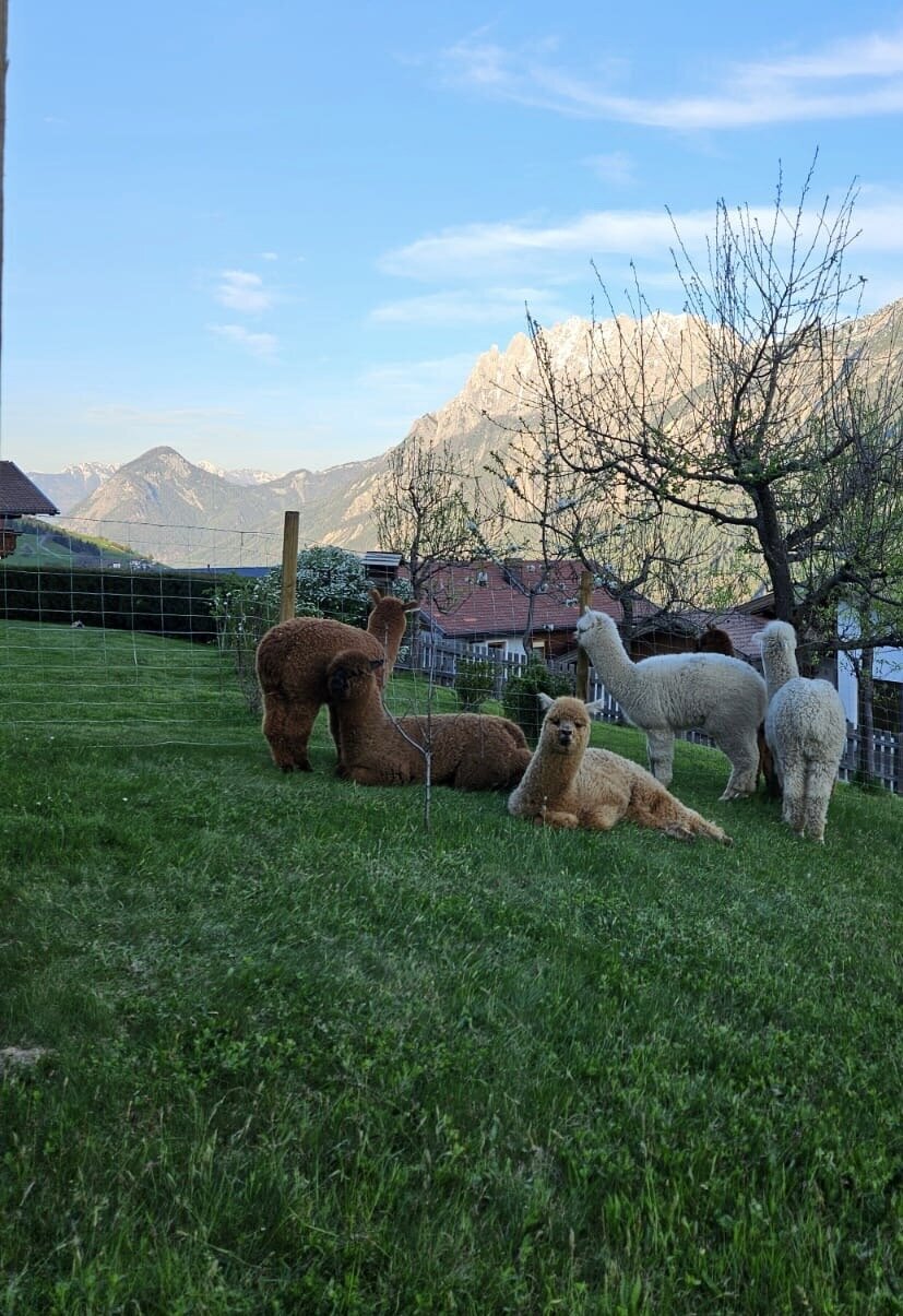 Bild 5 von Pustertal Alpakas vom Baumgartnerhof