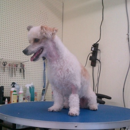 Dog Grooming and Wash Furry Friends Dog and Cat Grooming San Diego (619)282-2536