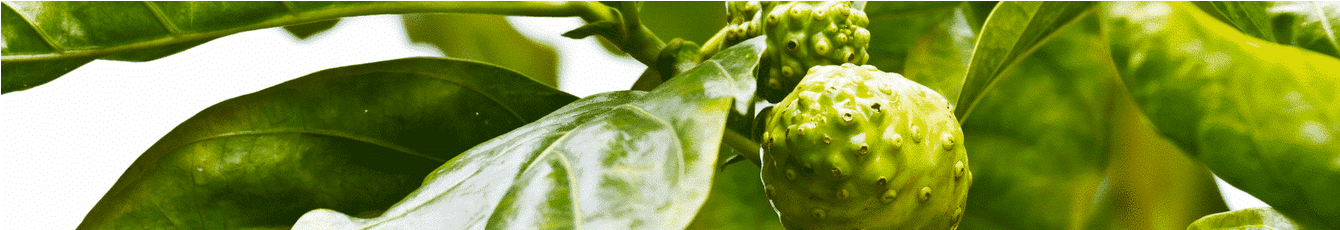 Sachets Tahitian Noni Original - Votre Soutien Quotidien