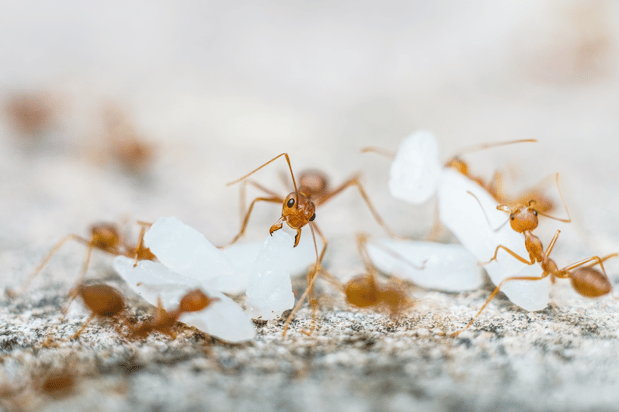 Images First Line Pest Defense