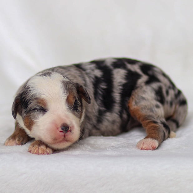 Images Gold Paw Canine
