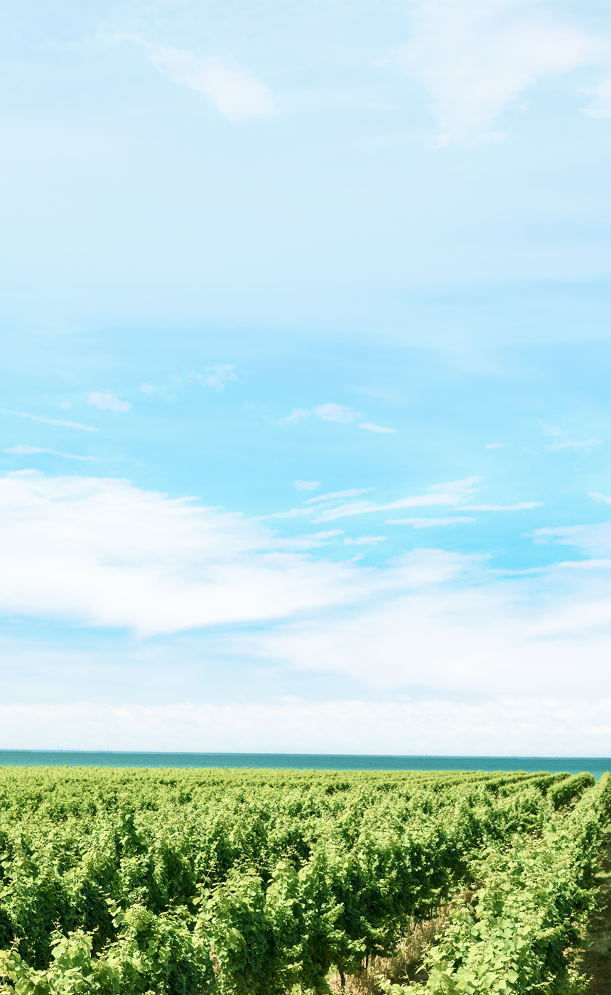 A lush green vineyard leading towards a calm blue lake on a beautiful sunny day.