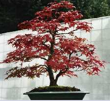 Bonsai-Atelier Rieterpark, Gablerstrasse 3 in Zürich