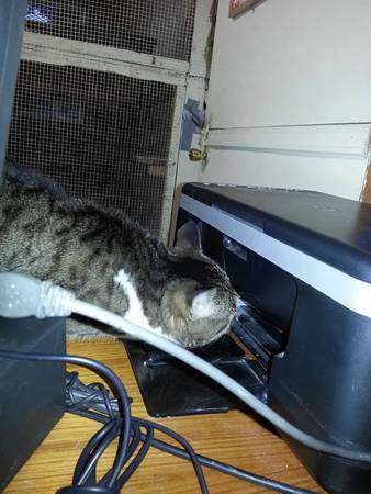 Images Marcinda Kennels