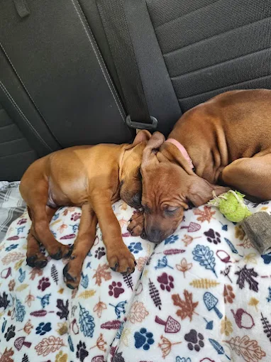 Images MI Pondholler