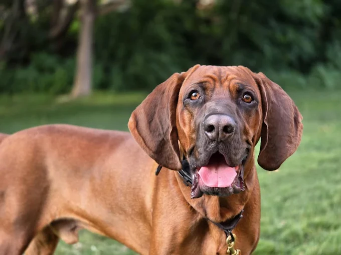 Images MI Pondholler