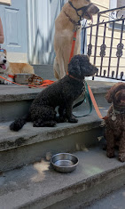 Images Downtown Brooklyn Pet Care