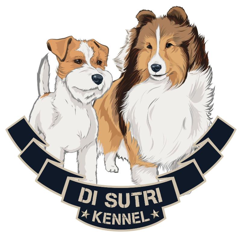 Images Di Sutri Kennel allevamento Shetland Sheepdog e Jack Russell terrier