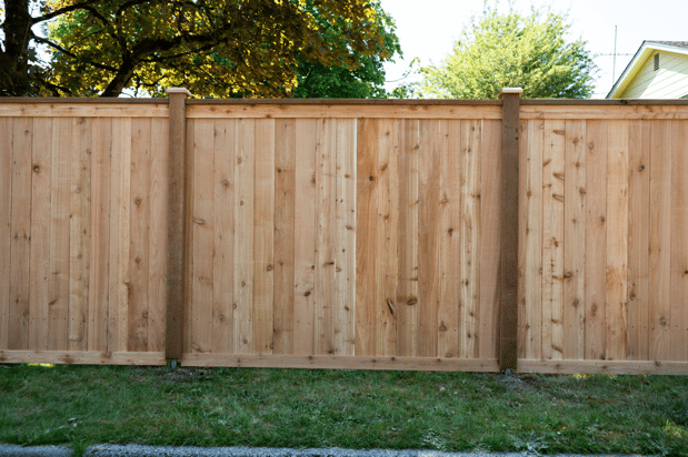 Images Rare Bears Fencing