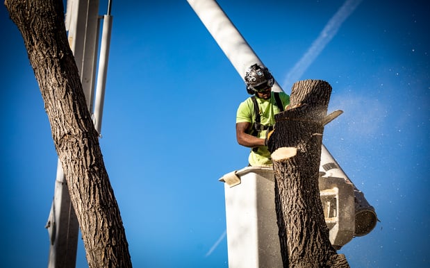 Images King Tree Service